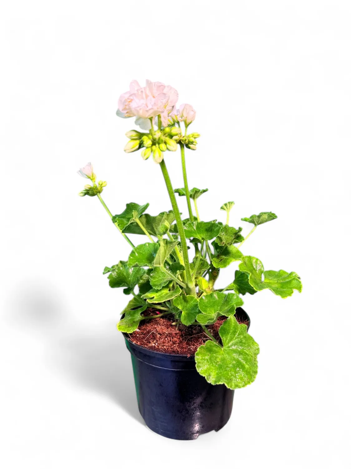 Pelargonium Zonale "Dolomites White" 15cmPot