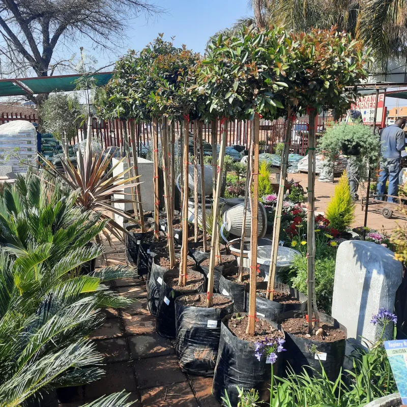 Syzigium Paniculatum "Australian Brush Cherry" Standard 40Liter