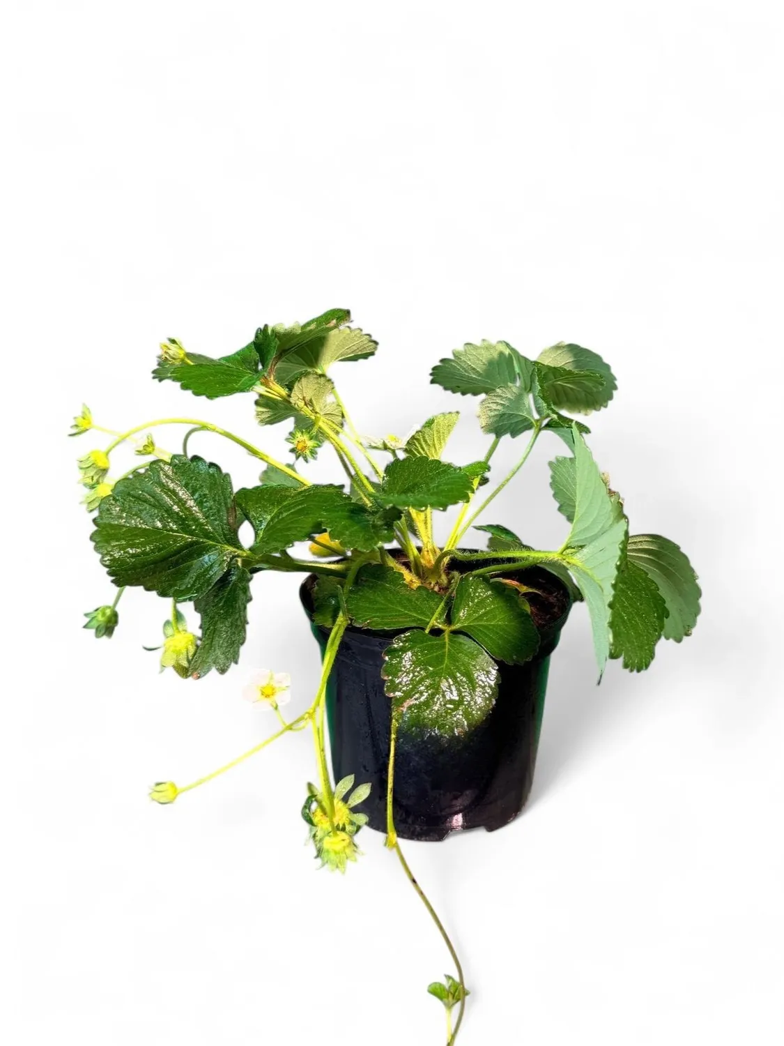 Strawberry Elan F1 Fragaria X Ananassa 15cmPot Strawberry Elan F1 Fragaria X Ananassa 15cmPot