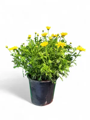 Argyranthemum Frutescens "Beauty Yellow Daisy"