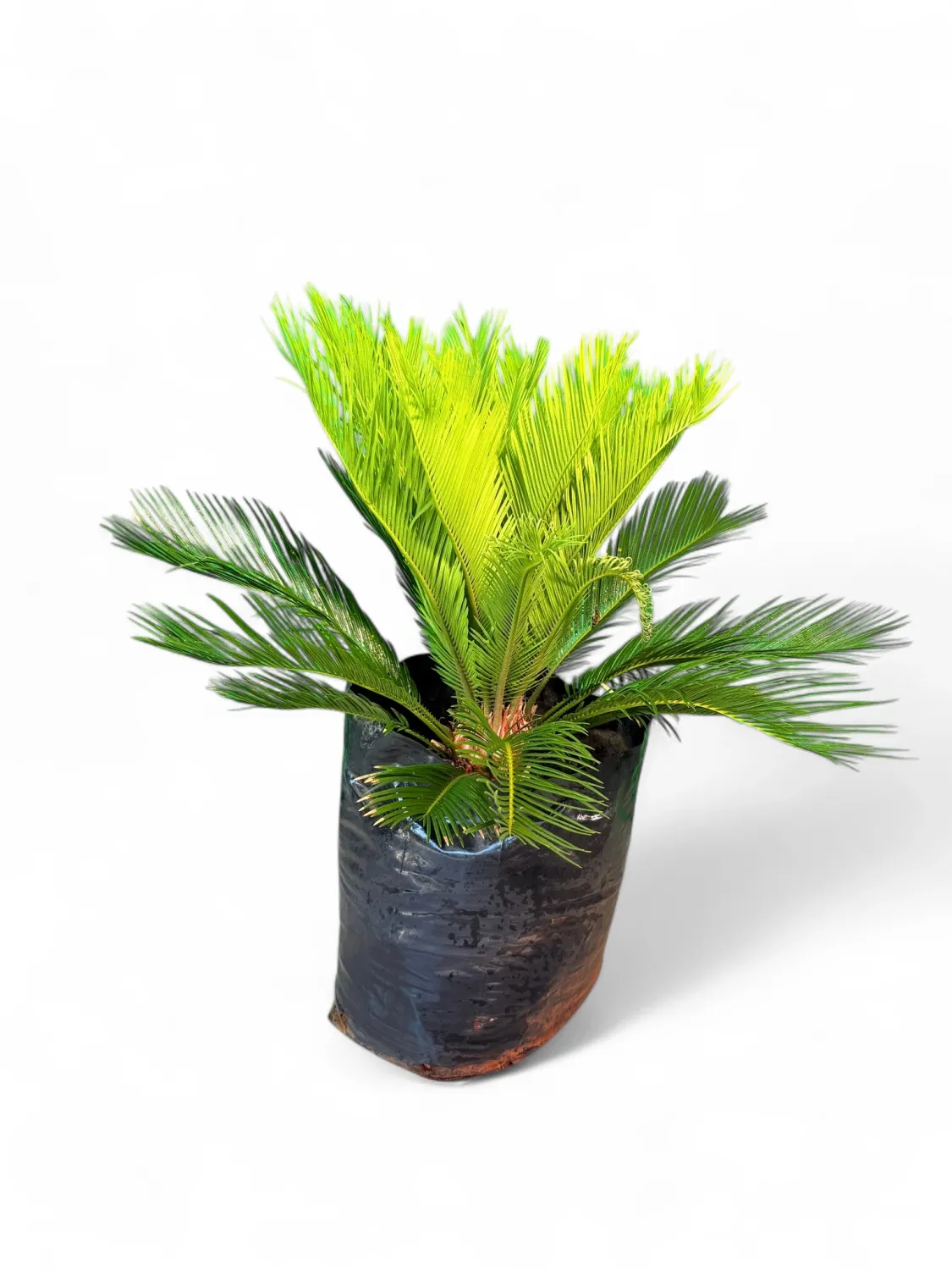 Cycas Revoluta "King Sago" 40Liter
