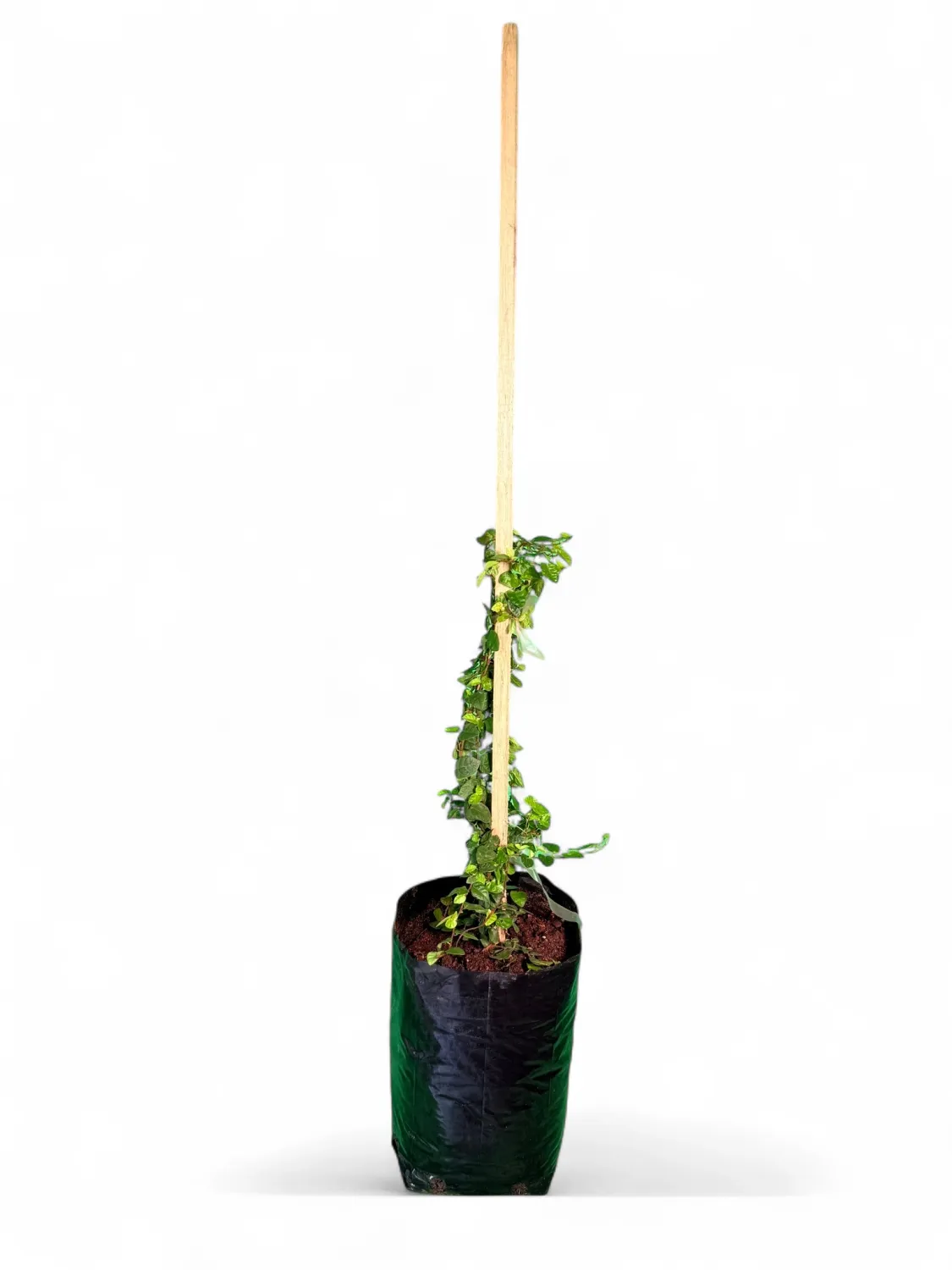 Tickey Creeper Ficus Pumila 5 Liter