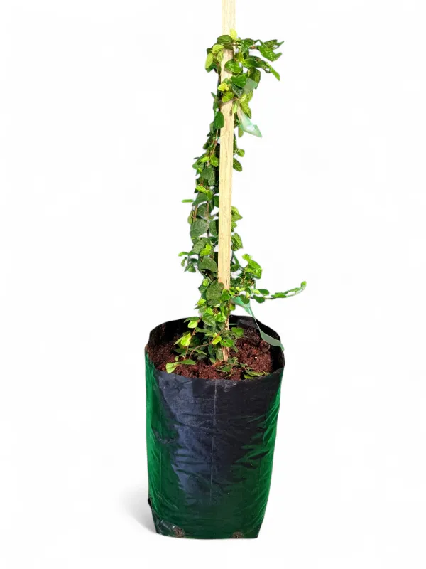 Ficus Pumila "Tickey Creeper" 5Liter