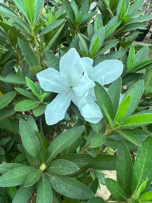 Rhododendron "White Azalea" 20Liter