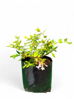 Abelia Francis Mason 2.5Liter