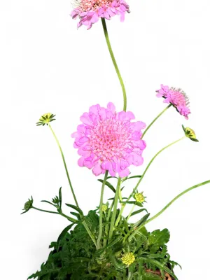 Scabiosa Columbaria "Pink PinCushion Flower"15cmPot