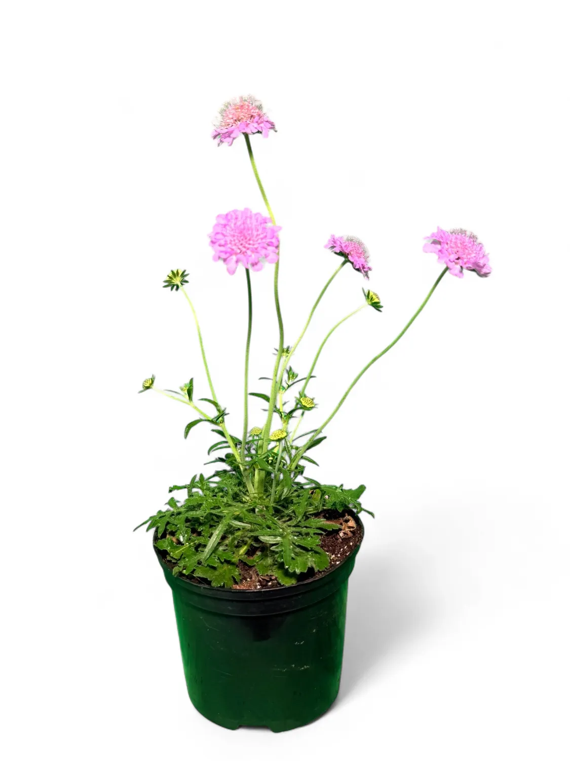 Scabiosa "PinCushion Flower"15cm Pot
