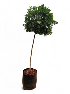 Syzigium Paniculatum Standard 60 Liter