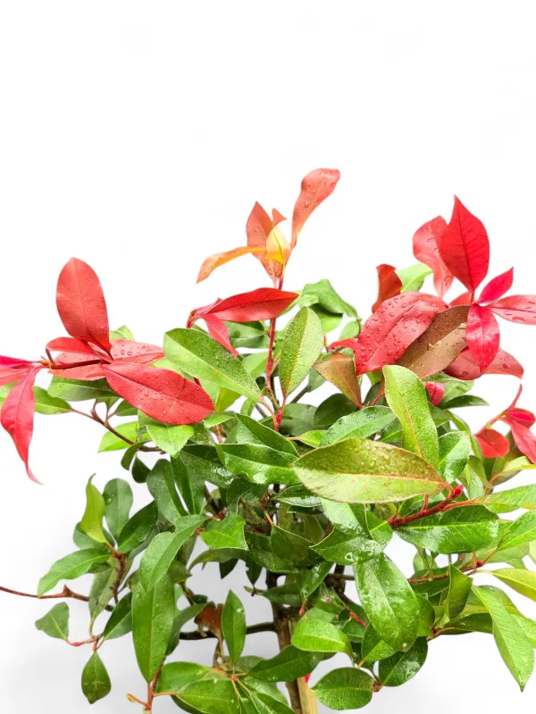 Photinia Glabra "Red Robin" Standard 20Liter
