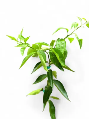 Citrus Reticulata "Naartjie Esbal" 5Liter