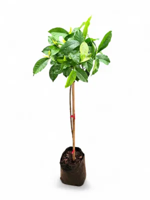 Gardenia Belmont  Standard 20Liter