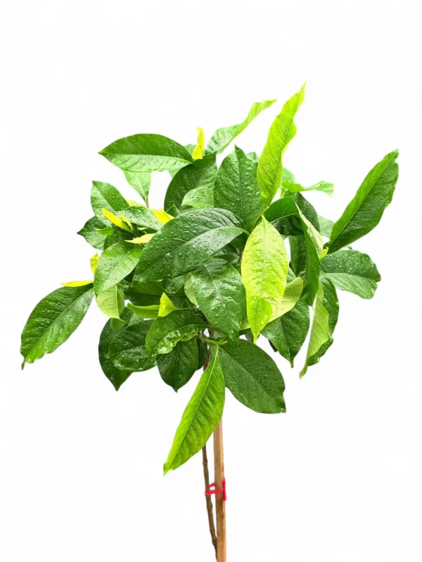 Gardenia Jasminoides "Belmont"  Standard 20Liter