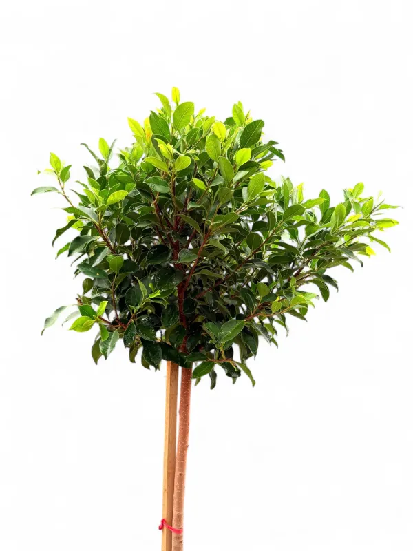 Ficus Microcarpa "Ficus Nitida" 40Liter