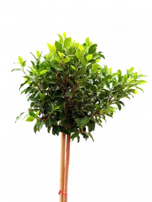 Ficus Microcarpa "Ficus Nitida" 40Liter