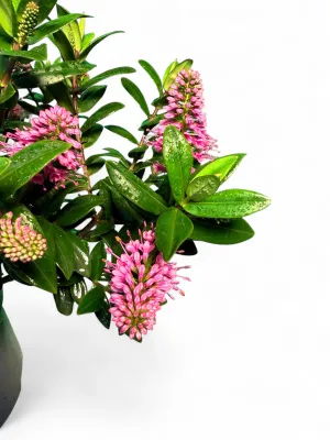 Hebe X Speciosa "Sunset Boulevard" 15cm Pot