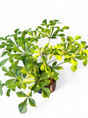Cussonia Natalensis Araliacae "African Cabbage Tree" 5Liter