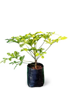 Cussonia Natalensis "Araliacae" 5Liter