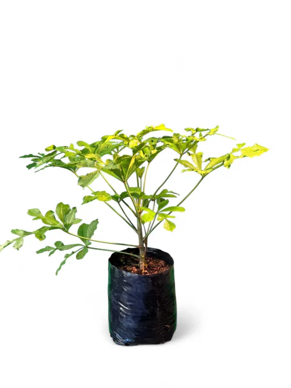 Cussonia Natalensis "Araliacae" 5Liter