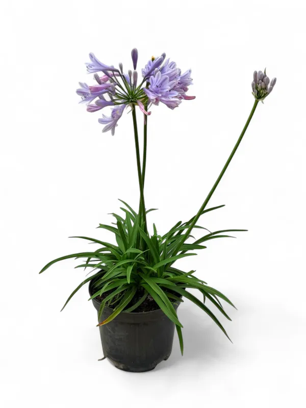 Agapanthus Lady's Luck 15cm Pot