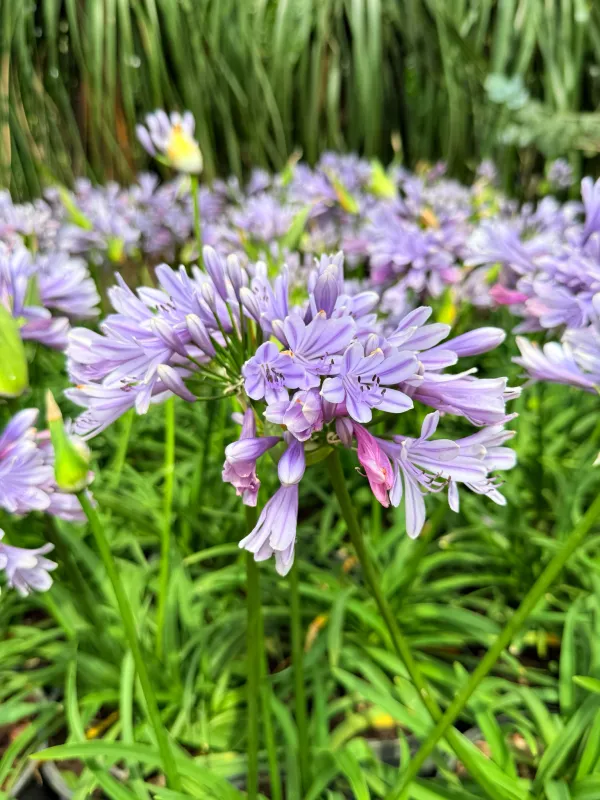 Agapanthus Lady's Luck "African Lilly" 15cm Pot