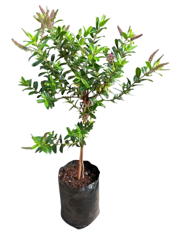 Hebe "Shrubby Veronica" 5Liter