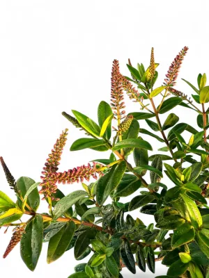 Hebe "Shrubby Veronica" 5Liter