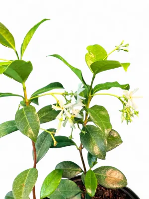 Trachelospermum Jasminoides "Star Jasmine" 17cmPot