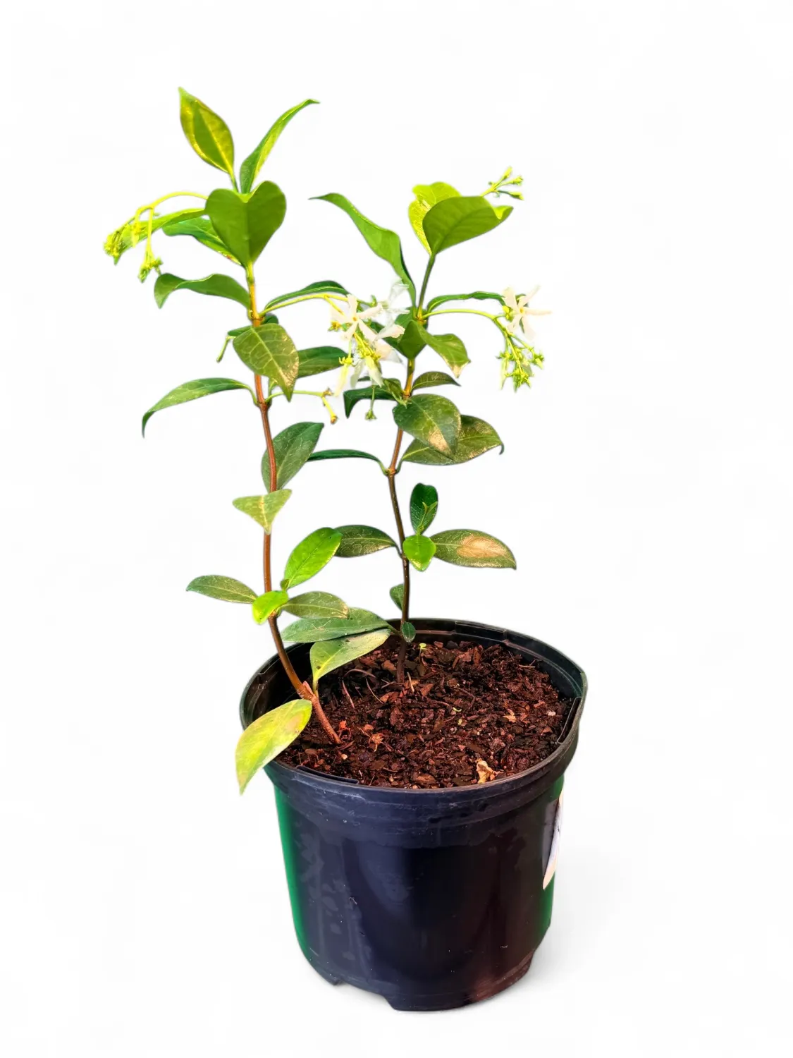 Trachelospermum Jasminoides 17cm Pot