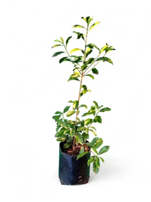 Photinia Glabra Red Robin 10Liter