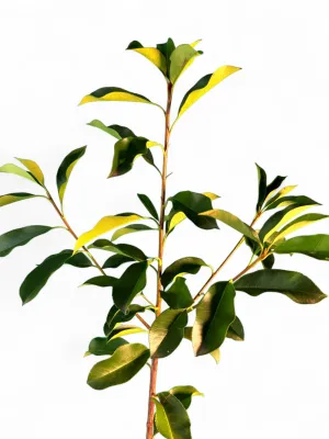 Photinia Glabra "Red Robin" 10Liter