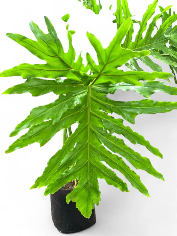 Philodendron Selloum "Lacy Tree Philodendron" 20Liter