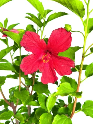 Hibiscus Rosa Sinensis "Red Tropical Hibiscus"  19cmPot