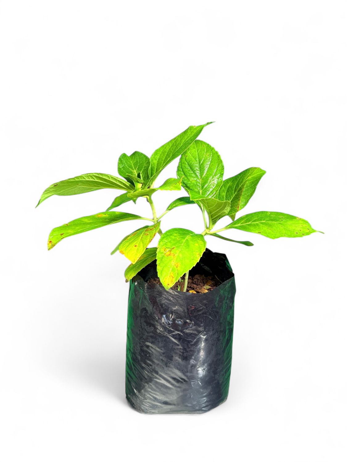 Hydrangea Pink 5 Liter