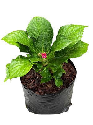 Hydrangea Macrophylla "Pink" 4Liter