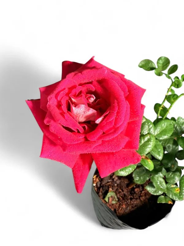 Rose "Trade Wind" Bush 5Liter