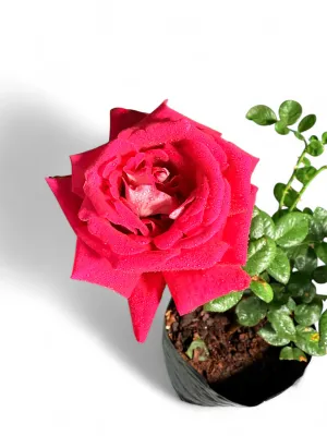 Rose "Trade Wind" Bush 5Liter