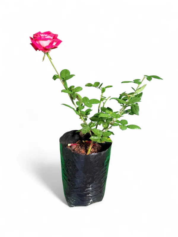 Trade Wind Rose Bush 5Liter