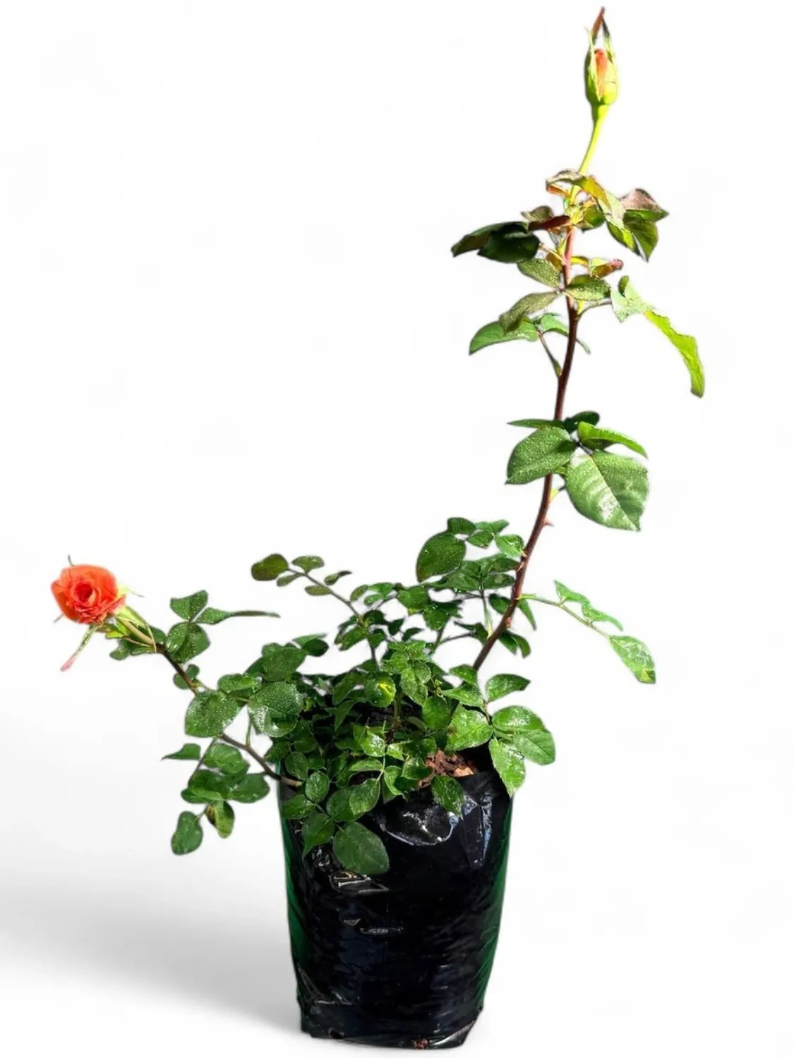 Monica Rose Bush 5Liter