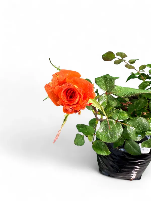 Rose "Monica" Bush 5Liter