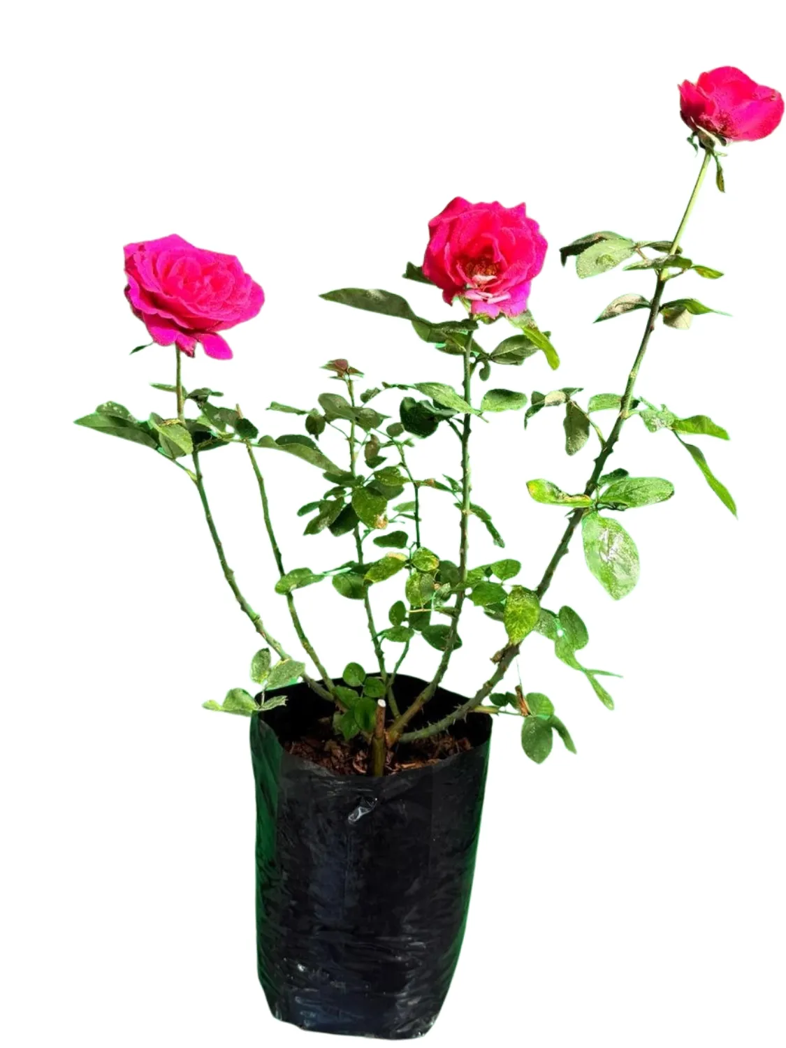 Rose Bush Mister Lincoln  5Liter