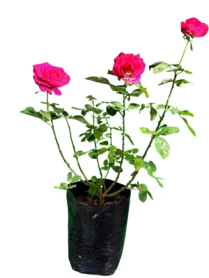 Rose Bush Mister Lincoln  5Liter