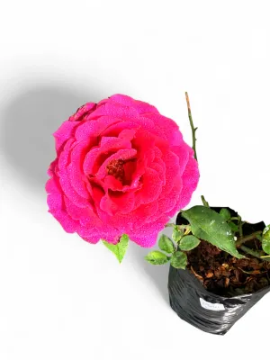 Rose "Mister Lincoln"  5Liter