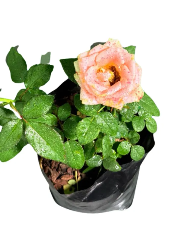 Rose "Garden And Home" Bush 5Liter