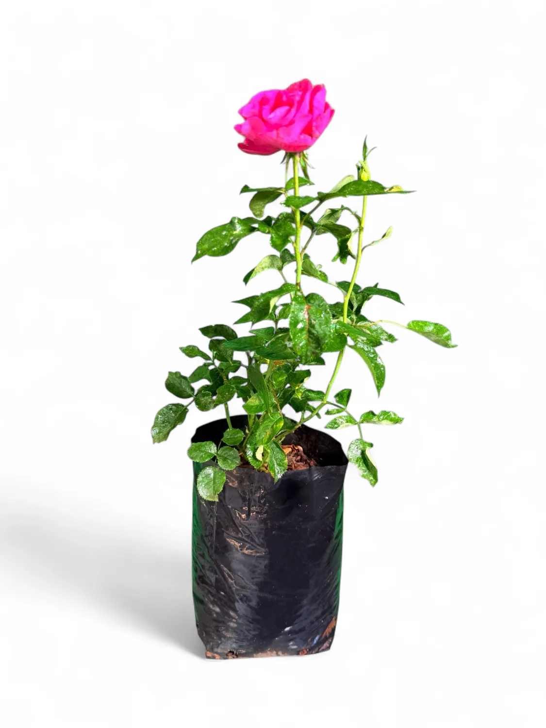 Rose Bush Pink Ayeye 5Liter