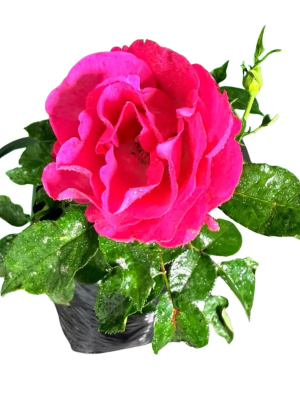 Rose "Pink Ayeye" Bush 5Liter