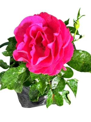 Rose "Pink Ayeye" Bush 5Liter