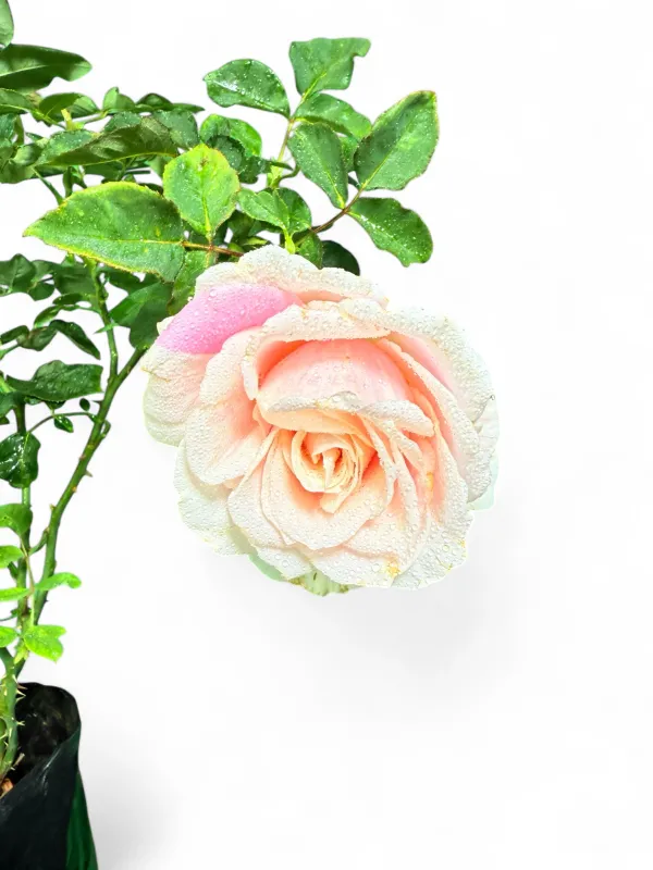 Rose "Oyster Pearl" Bush 5Liter
