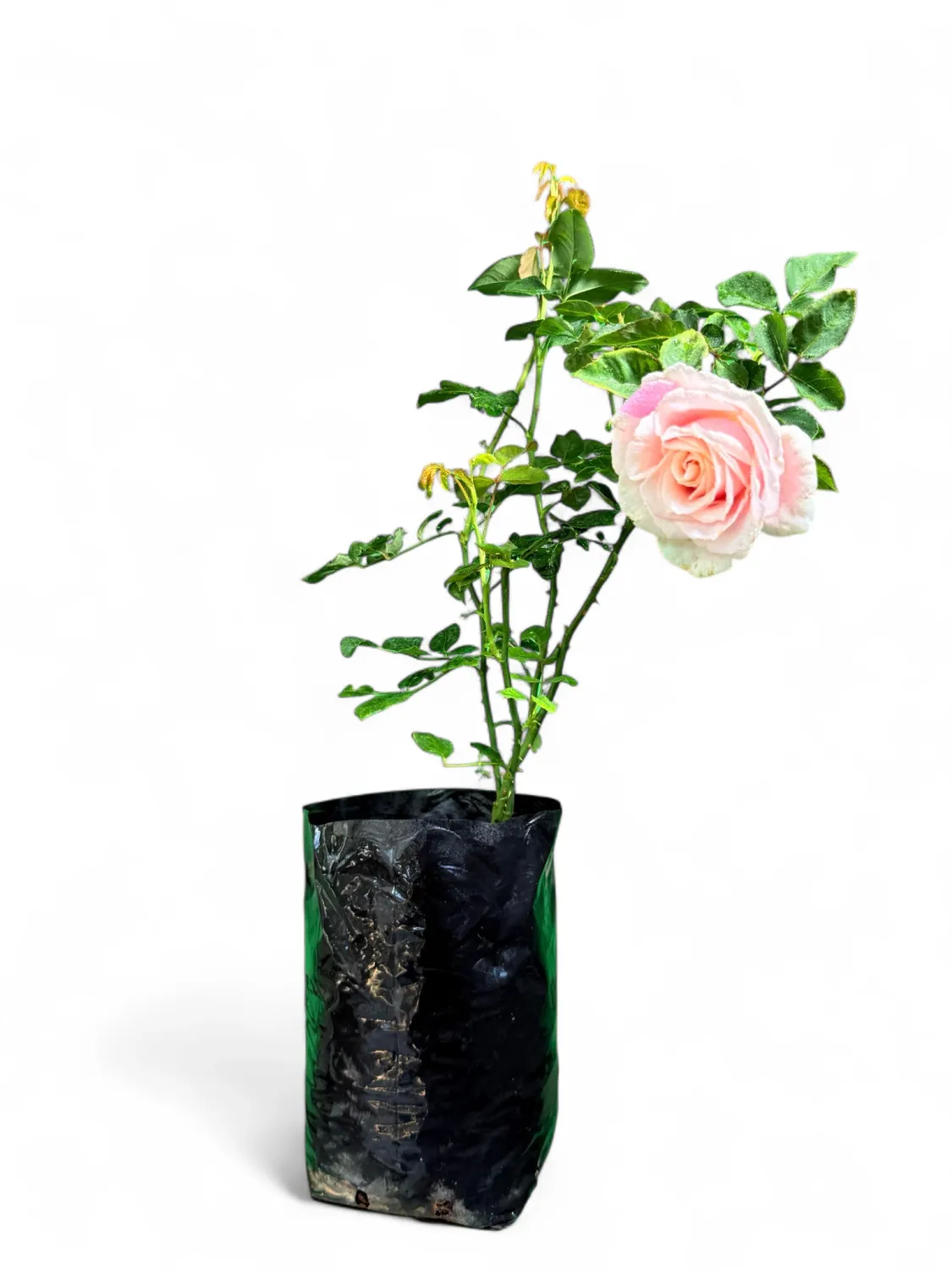 Rose Bush Oyster Pearl 5Liter