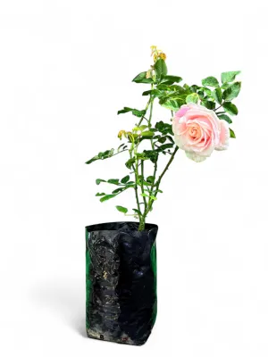 Rose Bush Oyster Pearl 5Liter