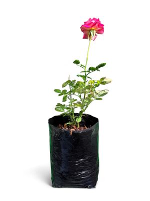 Rose Bush Klerksdorp Harrison 5Liter